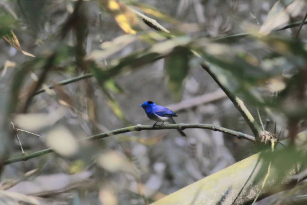istock black naped monarck or black naped blue flycatcher (hypothymis azurea) is perching on a branch in a tropical rainforest, west bengal, india 1279919657