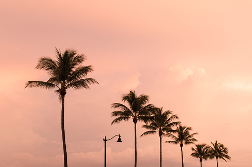 Ocean sunset beach landscape with palm trees, Sri Lanka