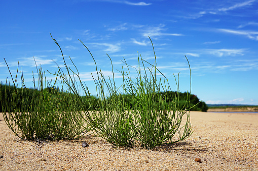 Green grass on yellow sand against a blue sky with beautiful white clouds. Horsetail Close-up. Russia, Vladivostok, Primorsky region