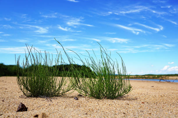 Behind the grass is a blue sky with beautiful white clouds. Horsetail Close-up. Russia, Vladivostok, Primorsky region