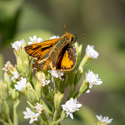 Close up of male fiery skipper butterfly, Hylephila phyleus, feeding on stevia, Stevia rebaudiana. Sunnyvale, California, USA.