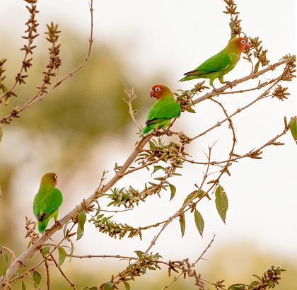 Lilian's lovebird (Agapornis lilianae) also known as the Nyasa lovebird, is a small African parrot species.  These are in South Luangwa National Park in Zambia