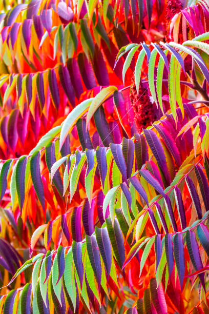 istock Bright colors of autumn 1279921450