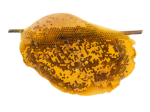 Honeycomb on tree branch isolated on white background. (This has clipping path)