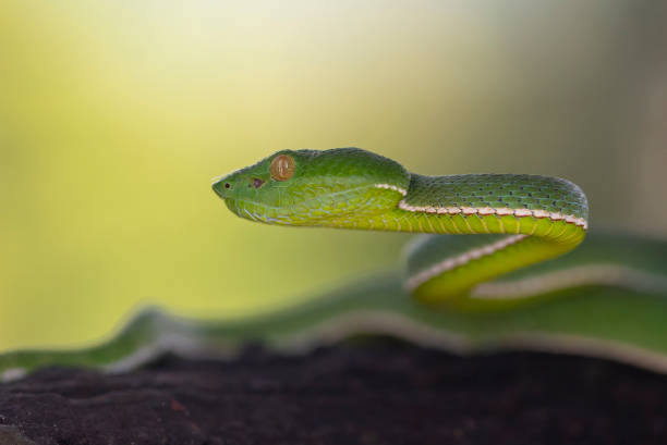istock Closeup a large green snake is looking for prey. 1279922184