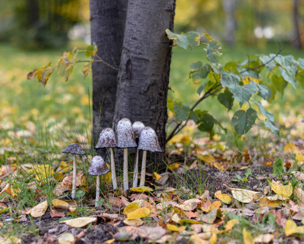 istock Group of white dung mushrooms Coprinus comatus 1279922907
