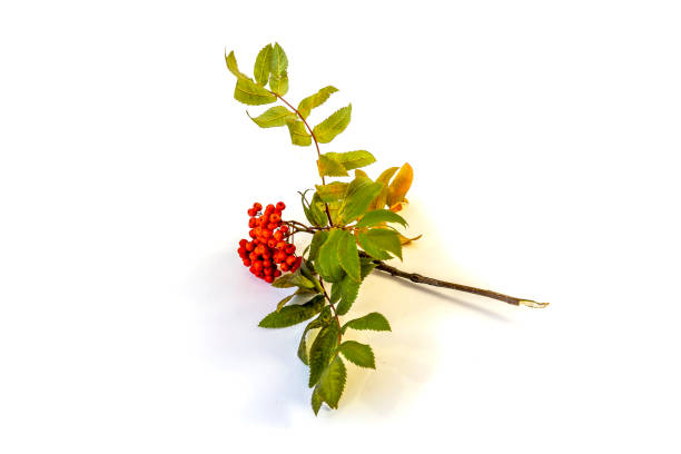 istock Isolated on white background rowan branch with red berries 1279922996