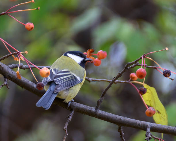 istock Tit on a branch close-up 1279923899