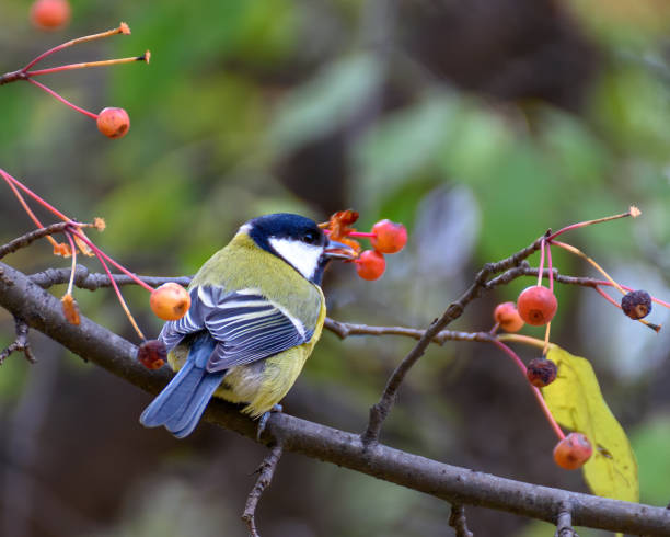 istock Tit on a branch close-up 1279923903