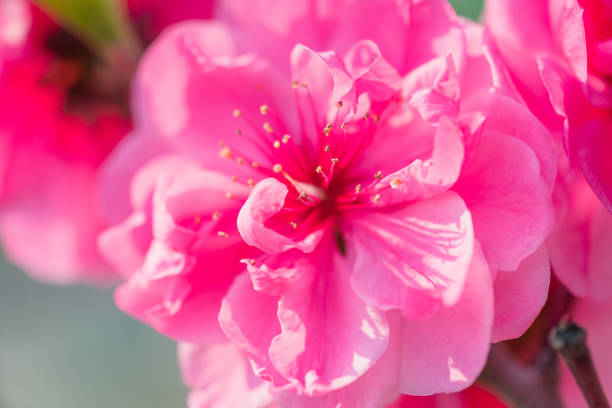 Azalea flowers are blooming in spring season