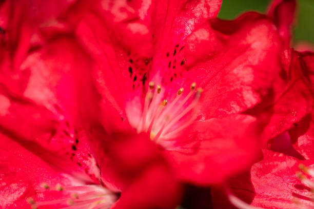 Azalea flowers are blooming in spring season