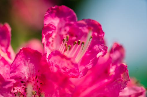 Macro top/side view from directly above of a single yellow/pink/purple peony flower head, with sharp details of pistils (stigma) and stamen (anther)