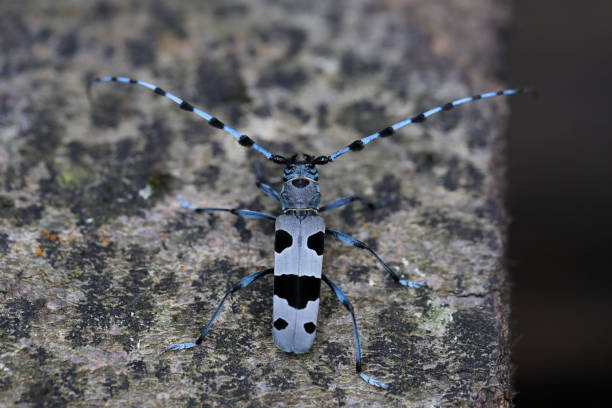 istock Rosalia longicorn (Rosalia alpina) or Alpine longhorn beetle 1279925094