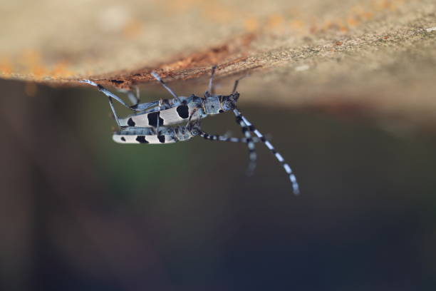 istock Rosalia longicorn (Rosalia alpina) or Alpine longhorn beetle 1279925670