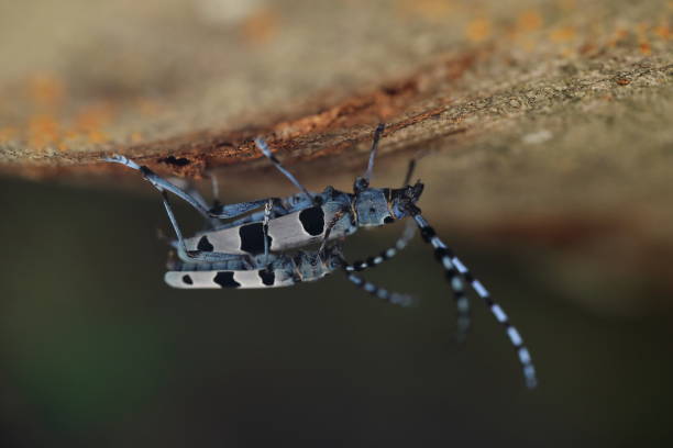 istock Rosalia longicorn (Rosalia alpina) or Alpine longhorn beetle 1279925777