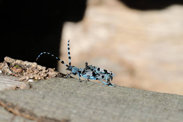 Rosalia longicorn (Rosalia alpina) or Alpine longhorn beetle Swabian Jura Germany
