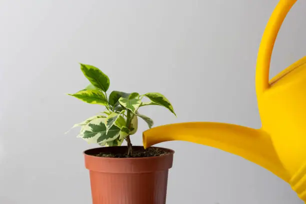 Ficus Benjamina is watered by yellow watering can on white background