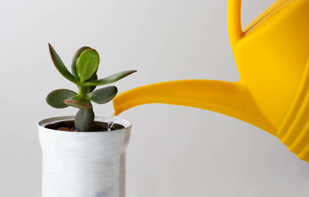 istock Crassula is watered by yellow watering can on the white background 1279926719
