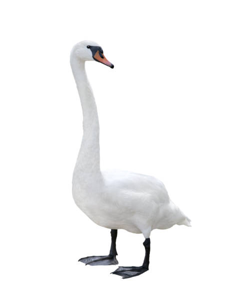 istock Swan isolated on white background. 1279926785