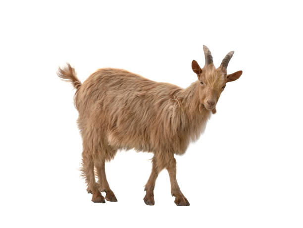 istock Brown goat isolated on white background. 1279926791
