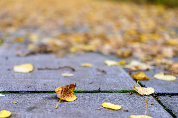 istock Autumn leaves on a Park alley 1279926856