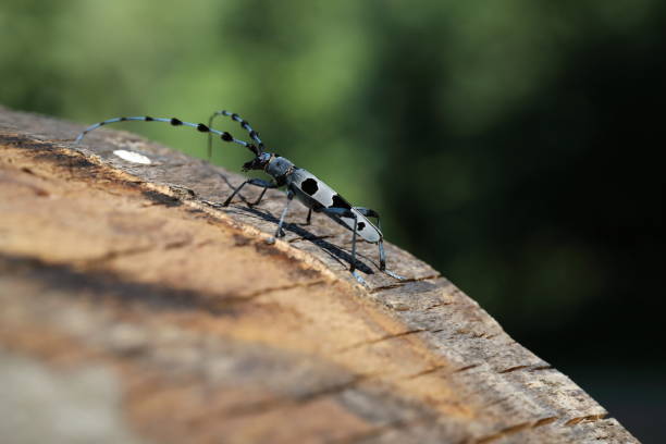 istock Rosalia longicorn (Rosalia alpina) or Alpine longhorn beetle 1279927607