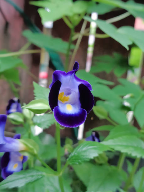 istock Beautiful purple flowers in color 1279928563