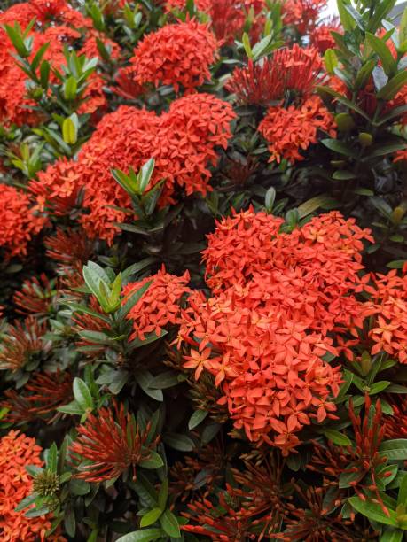 istock Red ixora flowers in full bloom 1279929373