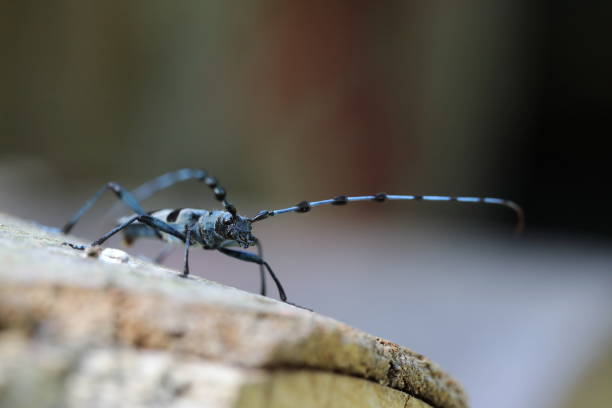 Rosalia longicorn (Rosalia alpina) or Alpine longhorn beetle Swabian Jura Germany