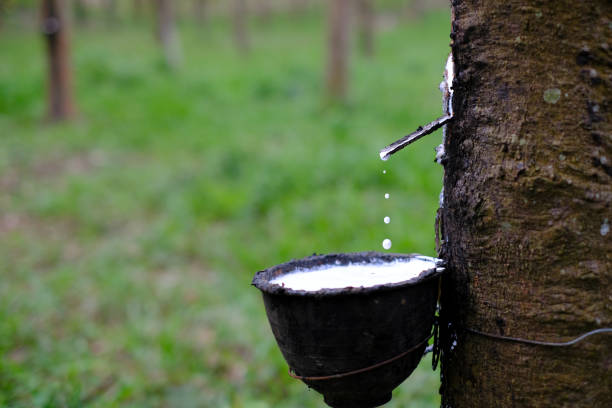 istock Rubber tapping fresh milky Latex flows from the para tree into a plastic black bowl 1279930380