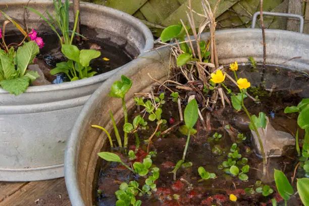 Photo of Blossoming marsh marigold, Caltha palustris, in the zinc tub that is used as a small garden pond