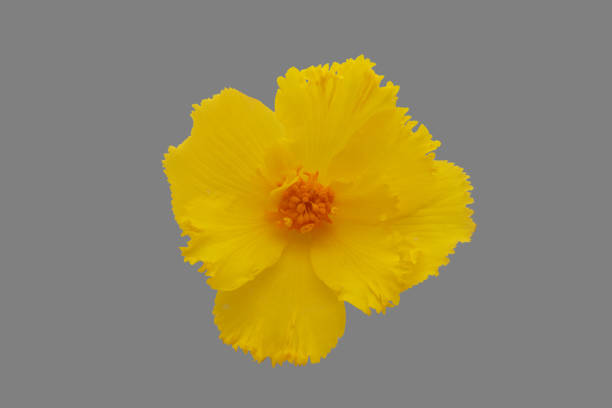 Opened yellow begonia flower isolated on gray background.