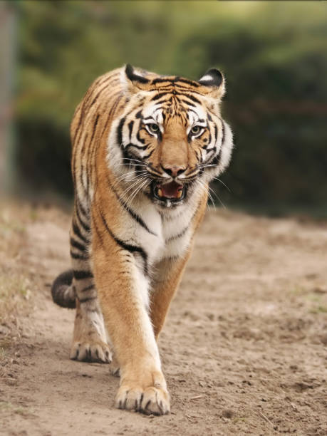 istock Bengal tiger walking in nature. 1279933691