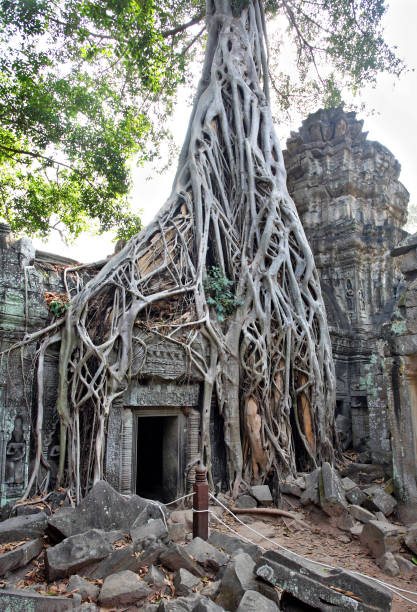 istock Tree roots growing over Ta Prohm temple in Cambodia. 1279934431