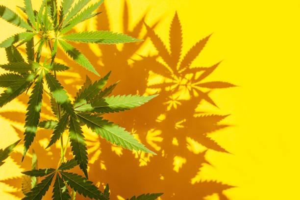 Cannabis bush with contrasting shadows on a yellow background. Legalization