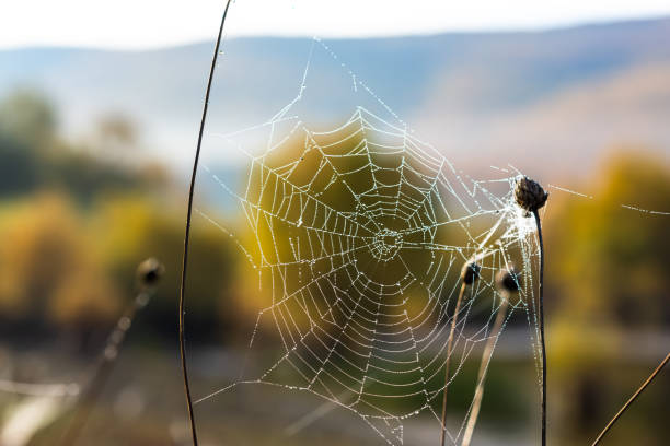 istock Background of the threads of a spider web with dew drops. Web macro 1279936959