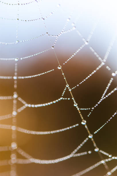 istock Background of the threads of a spider web with dew drops. Web macro 1279937548