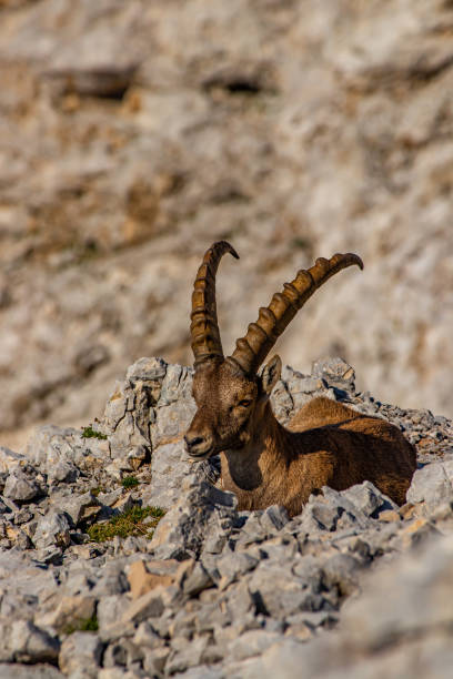 istock Adult ibex posing for camera in high alps 1279937988