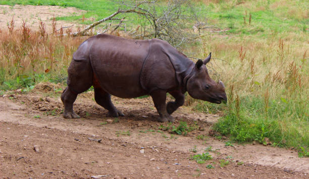 istock Indian rhinoceros walking towards its enclosure 1279938268