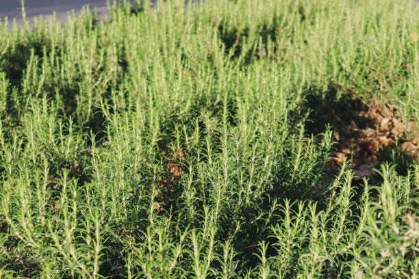 istock mass planting of australian native shrubs 1279939073
