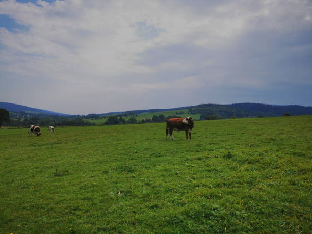 istock Hereford cows graze on a green meadow. 1279939712