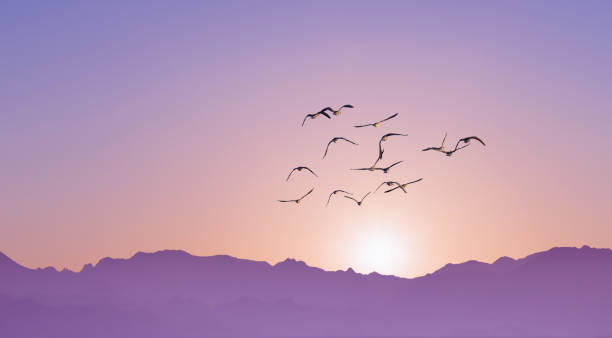 istock Birds in flight at sunrise above the mountains 1279940485