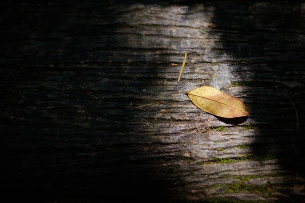 a dried leave on the floor in sunshine with dark shade surrounded