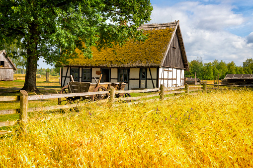 Kluki, Poland - July 06,2018: Golden fields of grain in front of traditional 19th century farmhouse in Kluki, Kashubia, Poland