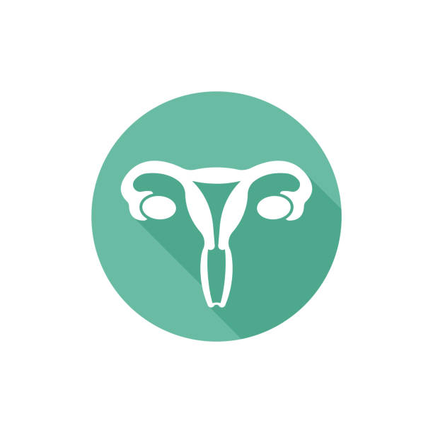 Uterus isolated vector round flat icon with long shadow Uterus isolated vector round flat icon with long shadow uterus stock illustrations