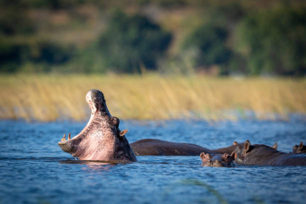 istock Young hippo with its mouth open in Chobe River in Botswana 1279943111
