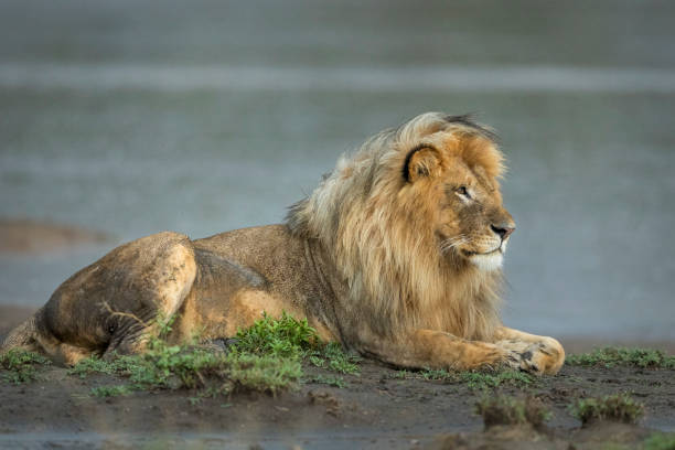 majestätischer männlicher löwe mit einer schönen mähe im schlamm in ndutu in tansania - lion mane strength male animal stock-fotos und bilder