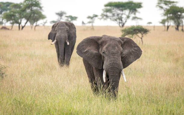 Two elephants walking in tall grass in the plains of Serengeti National Park in Tanzania Two elephants walking in tall grass in the plains of Serengeti National Park in Tanzania serengeti elephant conservation stock pictures, royalty-free photos & images