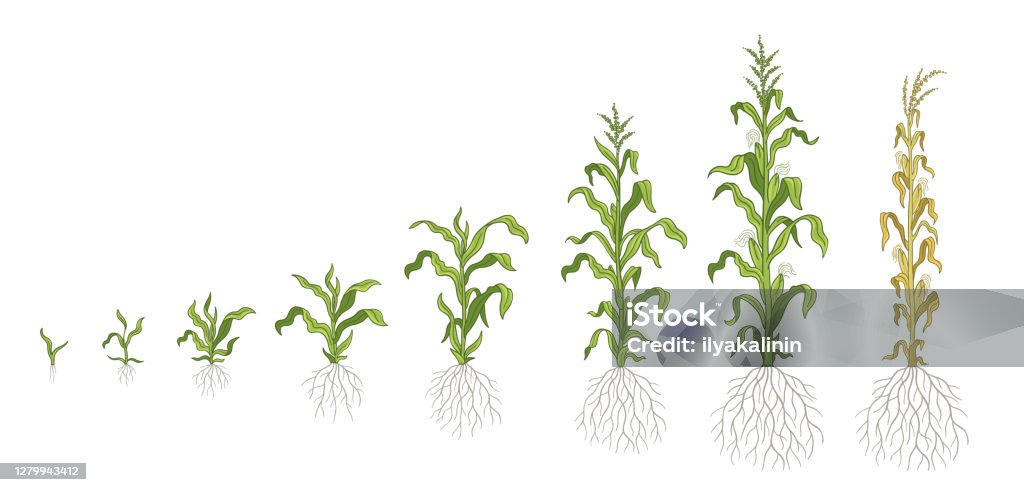 Growth Stages Of Maize Plant Corn Development Phases Zea Mays Ripening  Period The Life Cycle Infographic Set Harvest Animation Progression Vector  Stock Illustration - Download Image Now - iStock