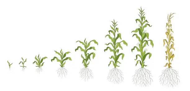 Vector illustration of Growth stages of Maize plant. Corn development phases. Zea mays. Ripening period. The life cycle. Infographic set. Harvest animation progression. Vector.